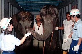 2 circus elephants from Thailand ready to go home